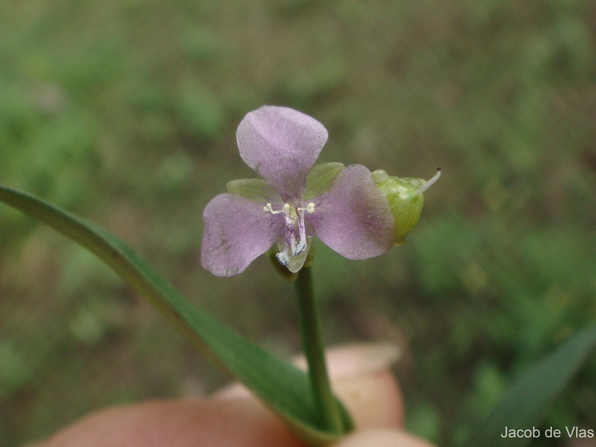 Murdannia nudiflora (L.) Brenan